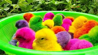 Menangkap Ayam Lucu Ayam Rainbow Di Rumah Sakit